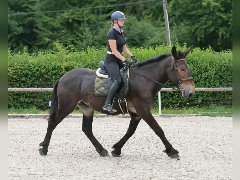 Muł Wałach 6 lat 163 cm Ciemnogniada in Neustadt (Wied)