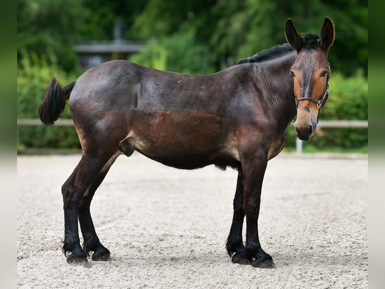 Muł Wałach 6 lat 163 cm Ciemnogniada in Neustadt (Wied)