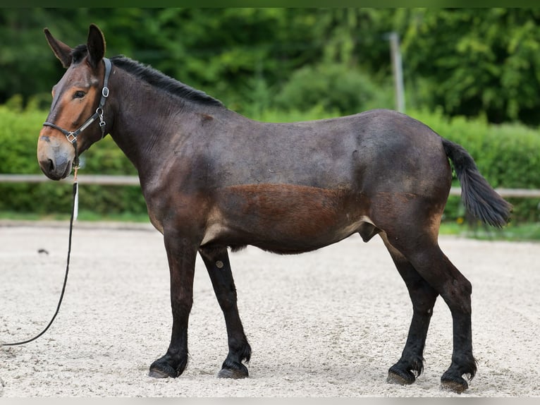 Muł Wałach 6 lat 163 cm Ciemnogniada in Neustadt (Wied)
