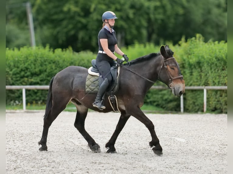 Muł Wałach 6 lat 163 cm Ciemnogniada in Neustadt (Wied)