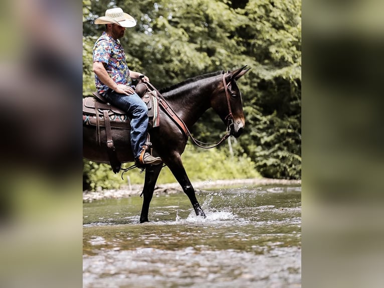Muł Wałach 7 lat 152 cm Gniada in Santa Fe TN
