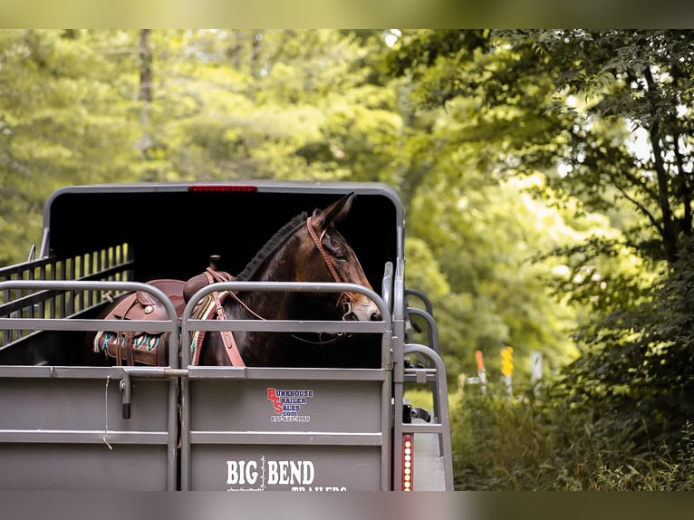 Muł Wałach 7 lat 152 cm Gniada in Santa Fe TN