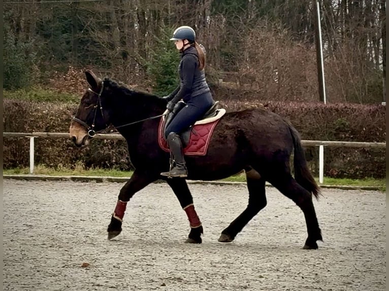 Muł Wałach 7 lat 160 cm Ciemnogniada in Neustadt (Wied)