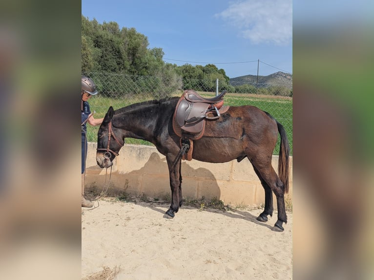 Muł Wałach 8 lat 148 cm Ciemnogniada in Sant Llorenc
