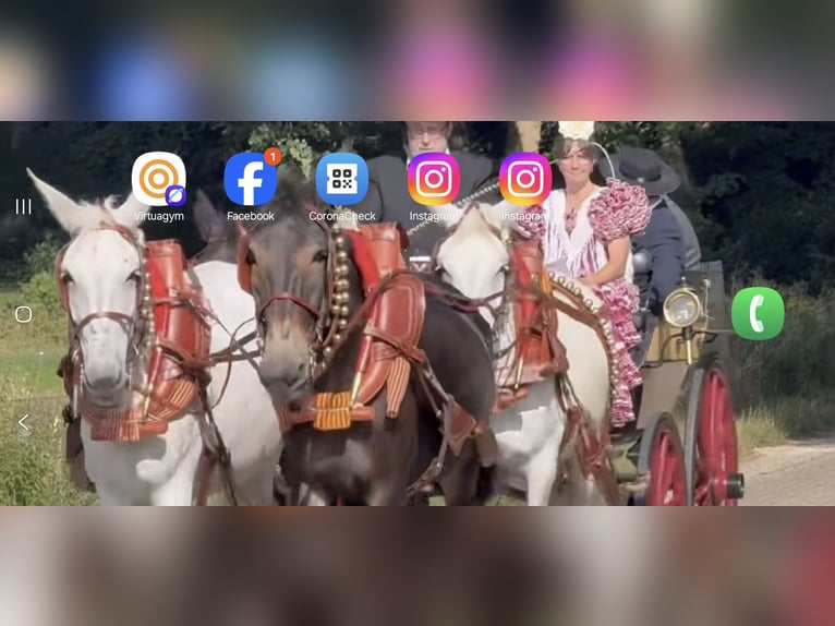 Muł Wałach 9 lat 161 cm Siwa in Aalten