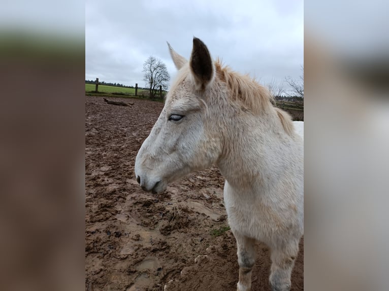 Muildier Hengst 15 Jaar 150 cm Schimmel in Kasendorf