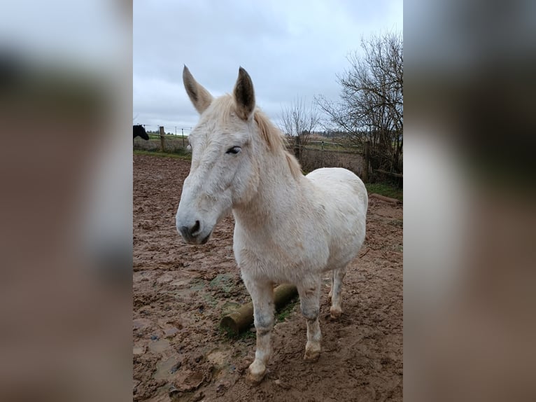 Muildier Hengst 15 Jaar 150 cm Schimmel in Kasendorf