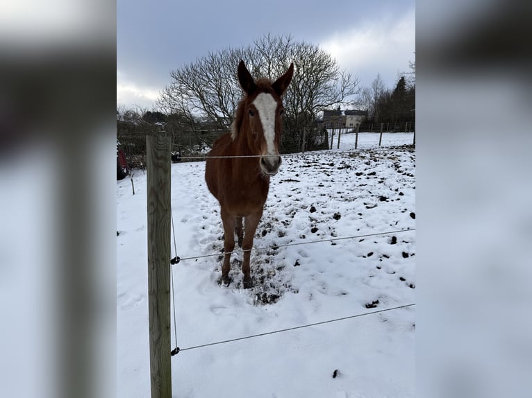 Muildier Hengst 4 Jaar 145 cm Donkere-vos in Mettet