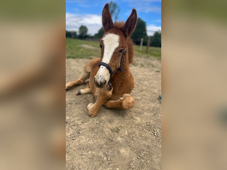 Muildier Hengst 4 Jaar 145 cm Donkere-vos in Mettet