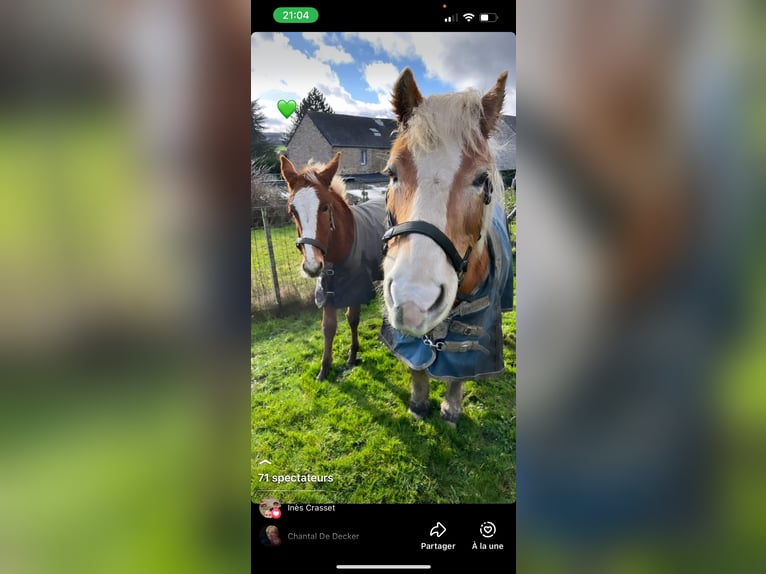 Muildier Hengst 4 Jaar 145 cm Donkere-vos in Mettet