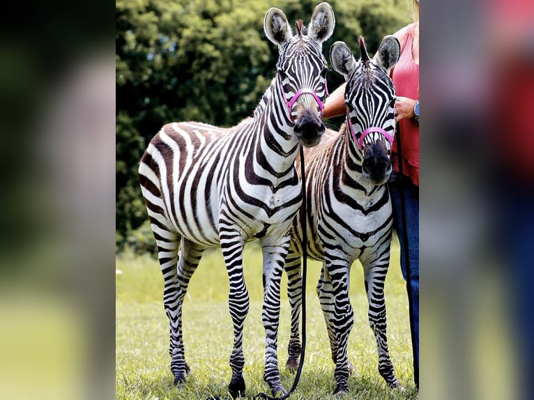 Muildier Hengst 9 Jaar 122 cm Zwart in Fairfield TX