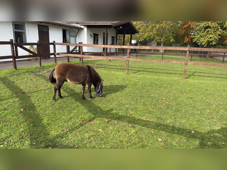 Muildier Hengst 9 Jaar 99 cm Donkerbruin in ViernheimViernheim