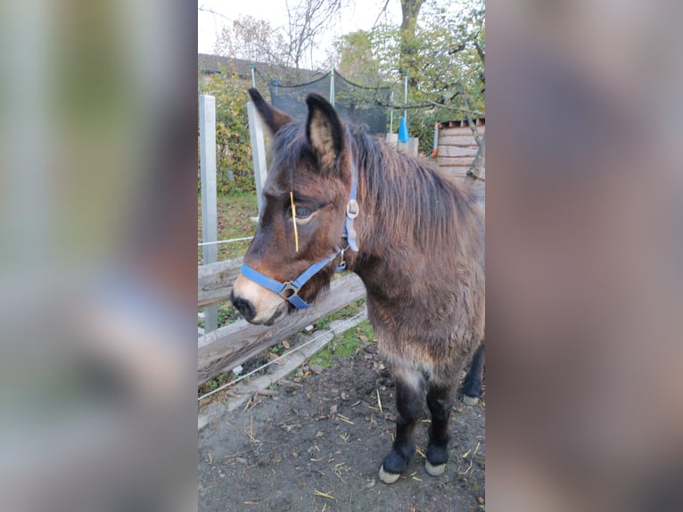 Muildier Merrie 10 Jaar 122 cm Donkerbruin in Hamm