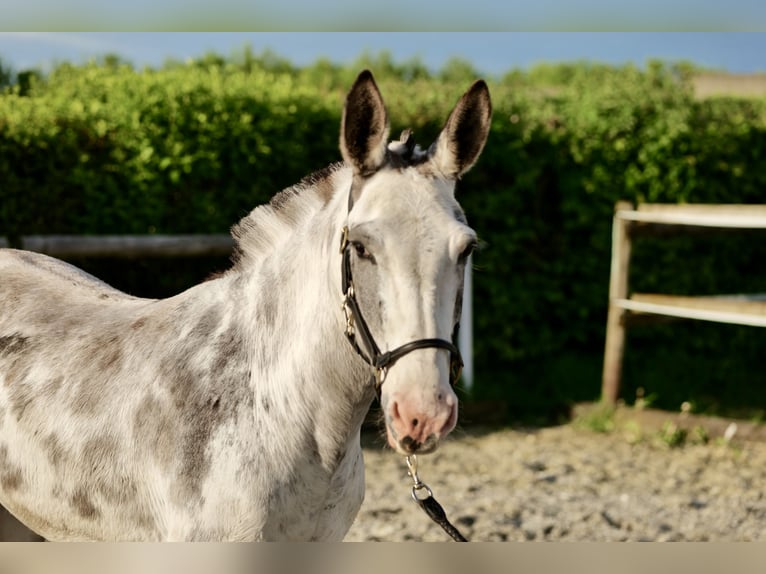 Muildier Merrie 10 Jaar 135 cm Roan-Blue in Neustadt (Wied)