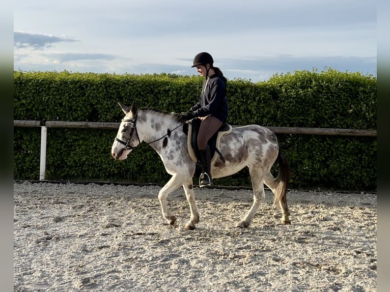 Muildier Merrie 10 Jaar 135 cm Roan-Blue in Neustadt (Wied)