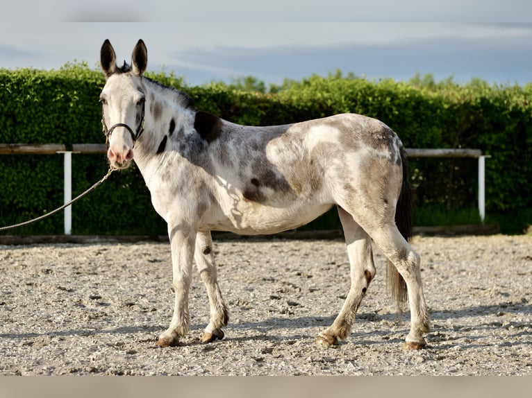 Muildier Merrie 10 Jaar 135 cm Roan-Blue in Neustadt (Wied)