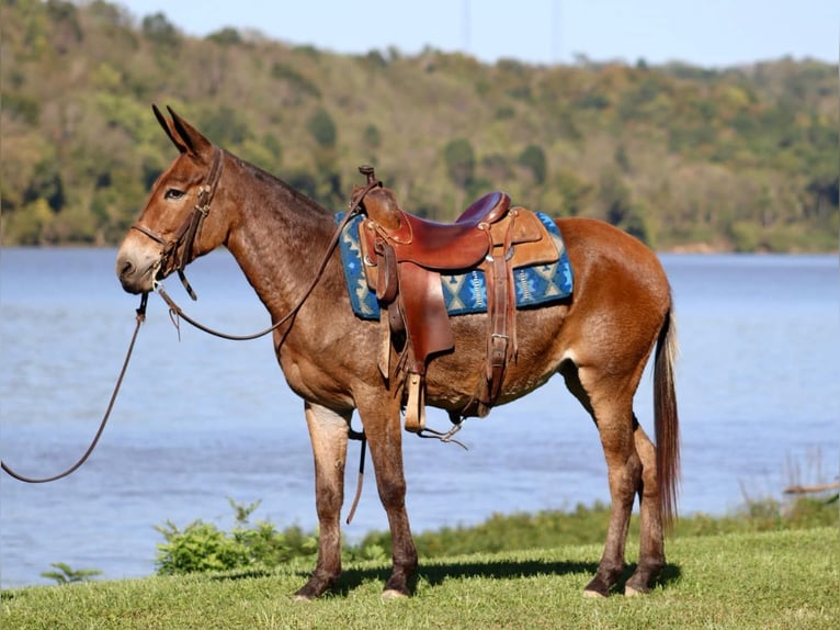 Muildier Merrie 10 Jaar 140 cm Roodbruin in Brooksville KY