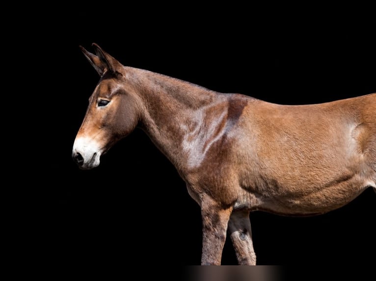 Muildier Merrie 10 Jaar 140 cm Roodvos in Clearville