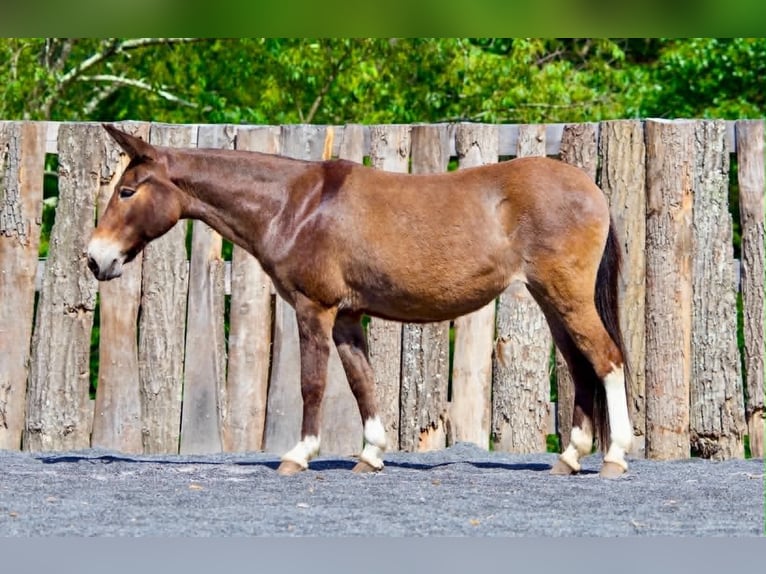 Muildier Merrie 10 Jaar 140 cm Roodvos in Clearville