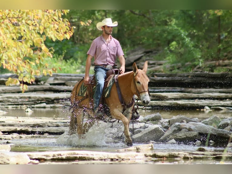 Muildier Merrie 10 Jaar 142 cm Roodvos in Brooksville KY