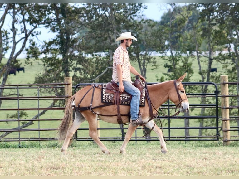 Muildier Merrie 10 Jaar 142 cm Roodvos in Brooksville KY