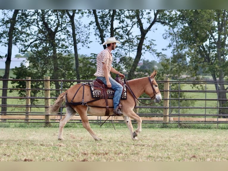 Muildier Merrie 10 Jaar 142 cm Roodvos in Brooksville KY