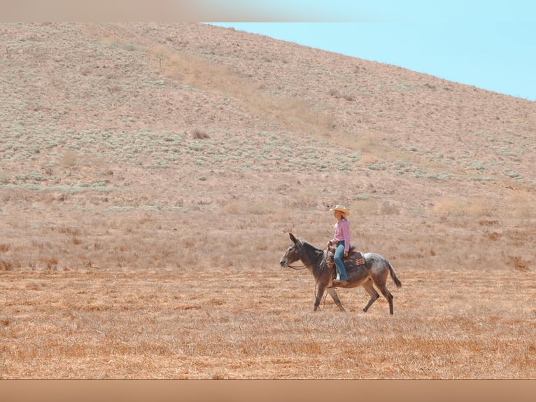 Muildier Merrie 10 Jaar 145 cm Roodbruin in Camp Verde AZ