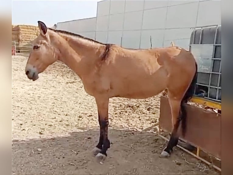 Muildier Merrie 10 Jaar 152 cm Buckskin in Cordoba