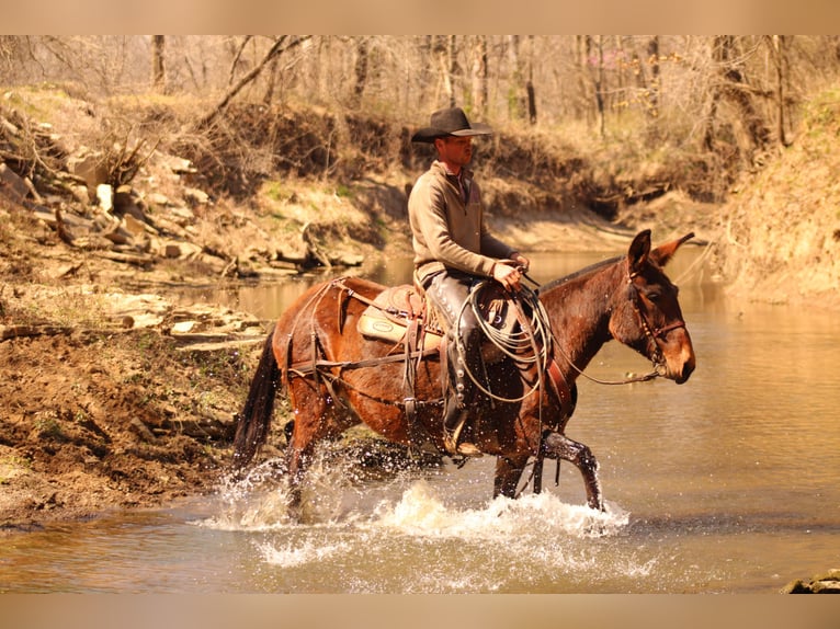 Muildier Merrie 10 Jaar 155 cm Roodbruin in Baxter Springs, KS