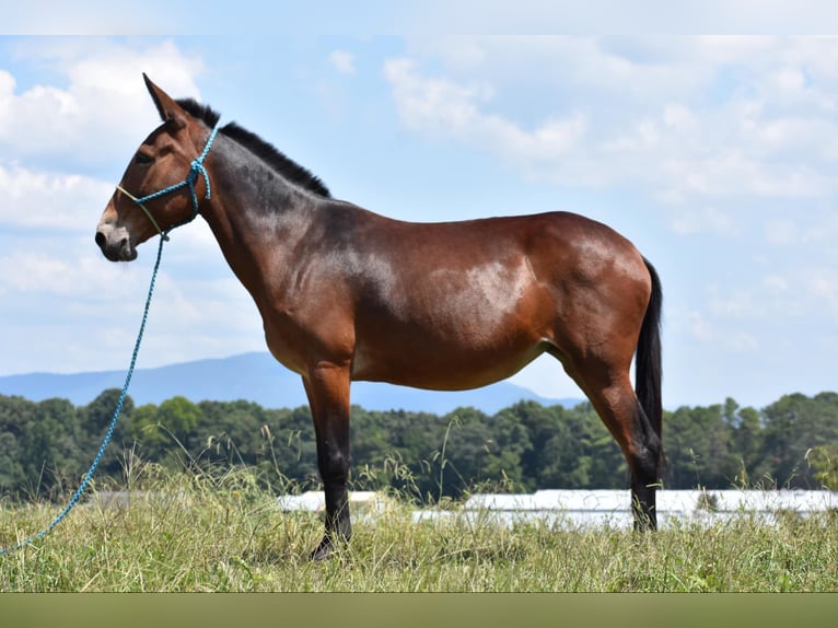 Muildier Merrie 10 Jaar 157 cm Roodbruin in Cleveland TN