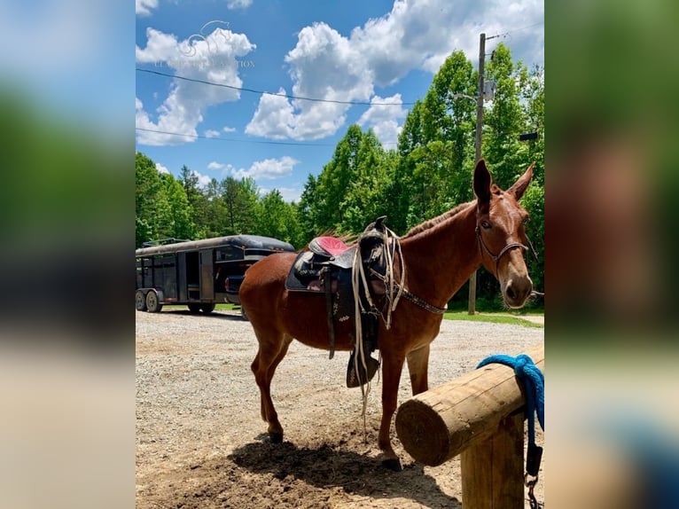 Muildier Merrie 10 Jaar 163 cm Donkere-vos in Winchester, KY