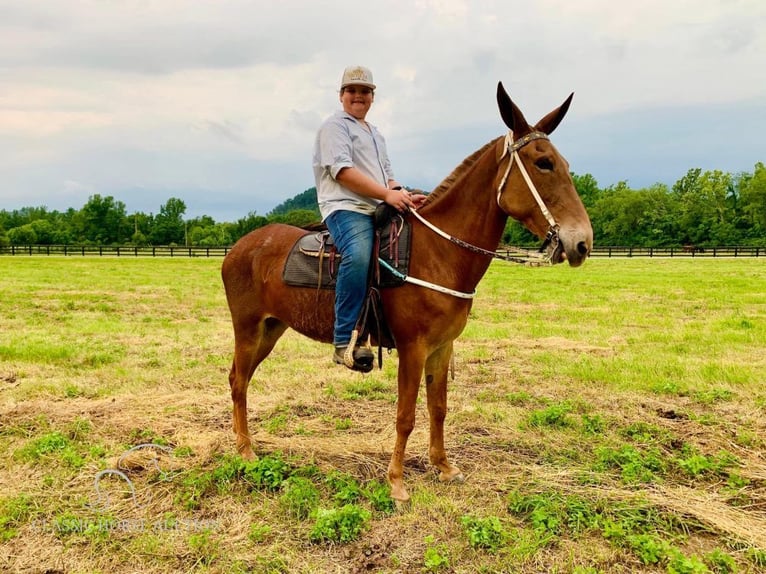 Muildier Merrie 10 Jaar 163 cm Donkere-vos in Winchester, KY