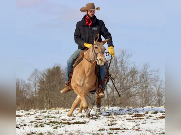 Muildier Merrie 10 Jaar Falbe in Brooksville KY