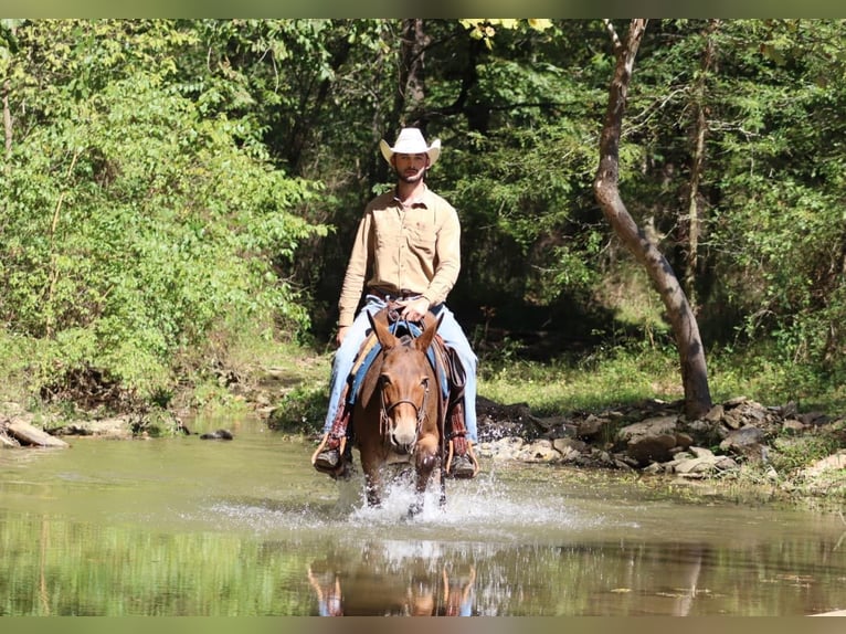 Muildier Merrie 11 Jaar 140 cm Roodbruin in Brooksville KY