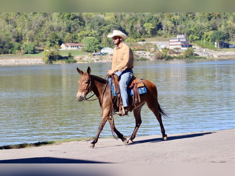 Muildier Merrie 11 Jaar 140 cm Roodbruin in Brooksville KY