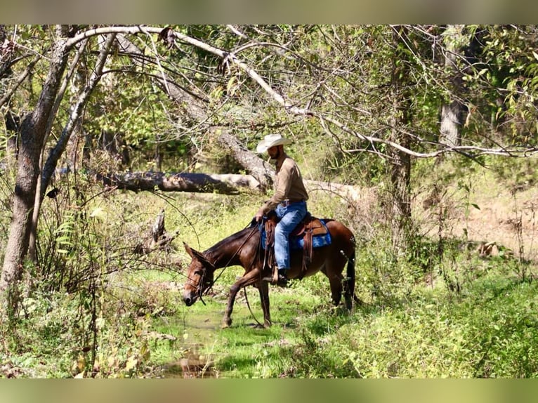 Muildier Merrie 11 Jaar 140 cm Roodbruin in Brooksville KY