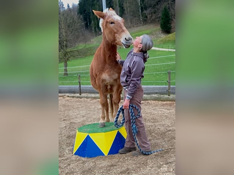 Muildier Merrie 11 Jaar 142 cm Appaloosa in Wila