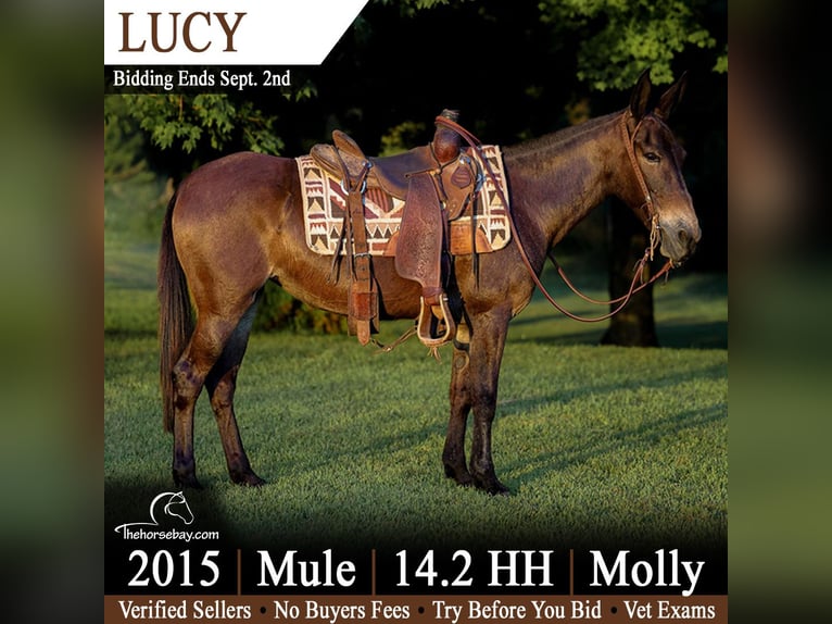 Muildier Merrie 11 Jaar 150 cm Roodbruin in Mount Vernon, KY