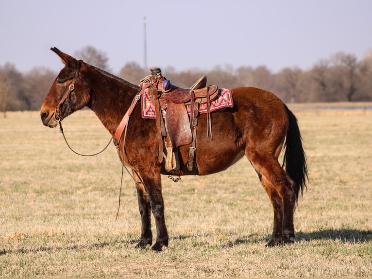 Muildier Merrie 11 Jaar 155 cm Roodbruin in Baxter Springs, KS