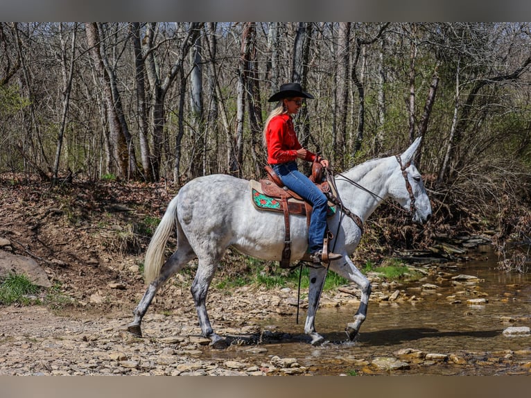 Muildier Merrie 11 Jaar 155 cm Schimmel in FLEMINGSBURG, KY