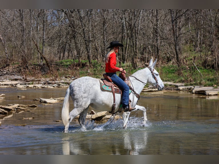 Muildier Merrie 11 Jaar 155 cm Schimmel in FLEMINGSBURG, KY