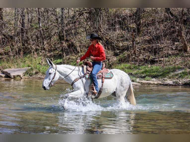 Muildier Merrie 11 Jaar 155 cm Schimmel in FLEMINGSBURG, KY