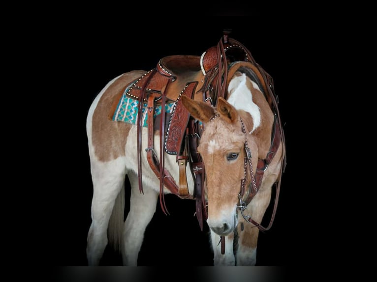 Muildier Merrie 12 Jaar 150 cm Gevlekt-paard in Clarion