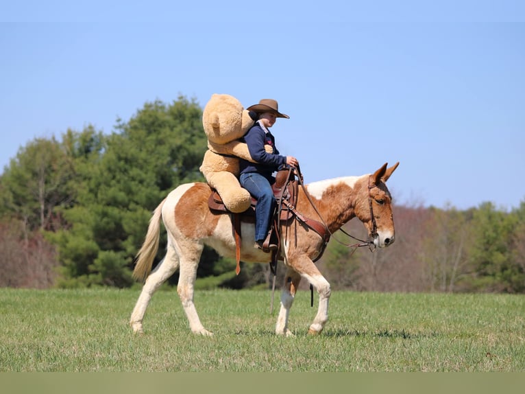 Muildier Merrie 12 Jaar 150 cm Gevlekt-paard in Clarion