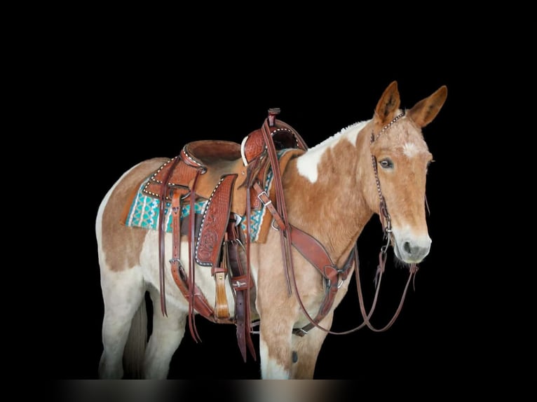 Muildier Merrie 12 Jaar 150 cm Gevlekt-paard in Clarion