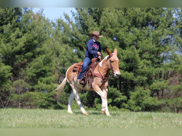 Muildier Merrie 12 Jaar 150 cm Gevlekt-paard in Clarion
