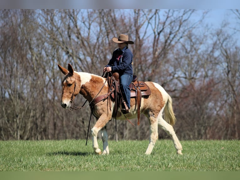 Muildier Merrie 12 Jaar 150 cm Gevlekt-paard in Clarion