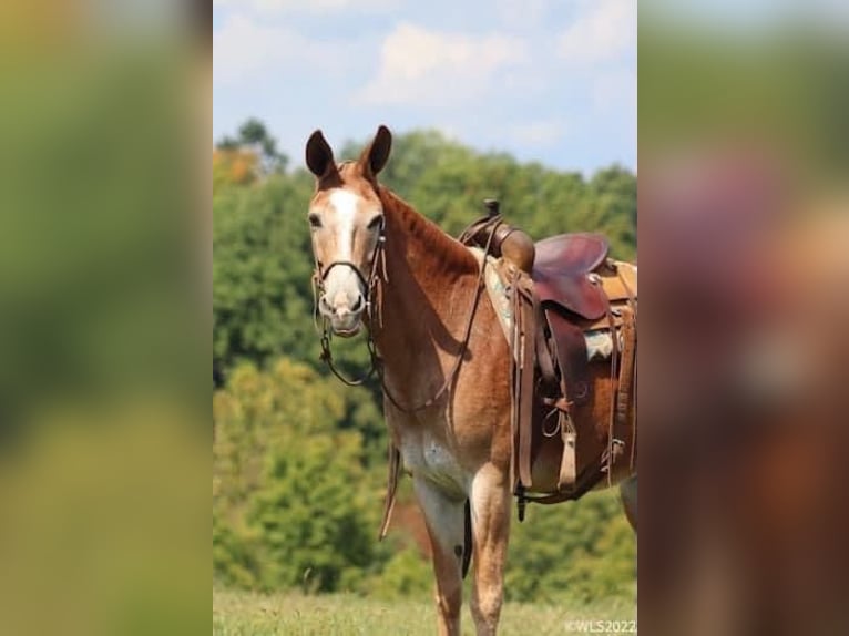 Muildier Merrie 12 Jaar 152 cm Roodvos in Brooksville Ky