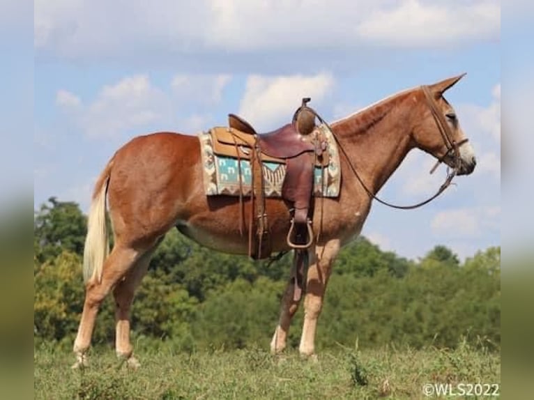 Muildier Merrie 12 Jaar 152 cm Roodvos in Brooksville Ky