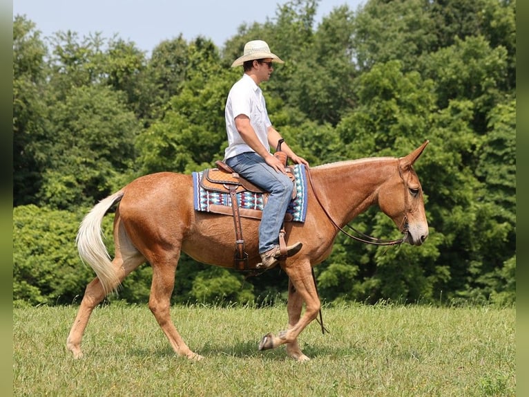 Muildier Merrie 12 Jaar 157 cm Donkere-vos in Somerset Ky